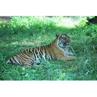 bannerghatta national park private day tour with butterfly park and sa ...