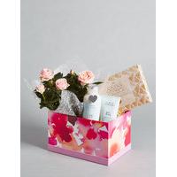 Bath Cream, Rose Plant & Swiss Chocolates Hamper