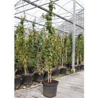 Balsam Fir (Large Plant) - 2 x 7.5 litre potted abies plants