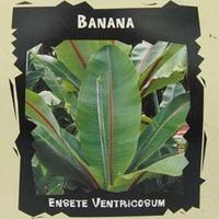 Banana - Exotic Seed Collection - 1 packet (4 banana seeds)