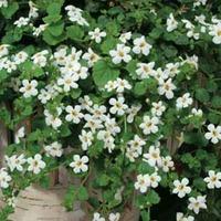 Bacopa cordata \'Snowtopia White\' - 1 packet (10 bacopa pellets)
