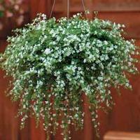 bacopa snowtopia 24 bacopa plug plants