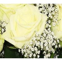 Baby\'s Breath