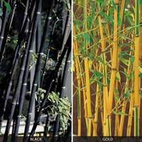 Bamboo Black & Gold Collection - 2 x 9cm bamboo plug plants - 1 of each variety