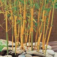 bamboo gold 2 bamboo plants in 9cm pots