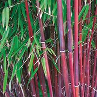 bamboo asian wonder 2 bamboo plants in 9cm pots