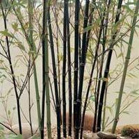 Bamboo (Black) - 1 x 9cm bamboo ...