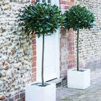 Bay Standard Tree - 20cm pot x 2 (small)