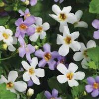 Bacopa Collection - 48 bacopa plug tray plants - 24 of each variety