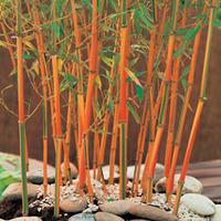 Bamboo \'Red Fountain\' - 2 bamboo plants in 9cm pots