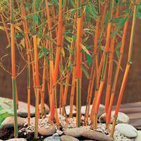 bamboo red fountain 1 bamboo plant in 9cm pot