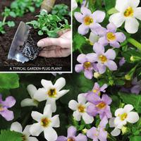 bacopa duo garden ready 30 garden ready bacopa plug plants