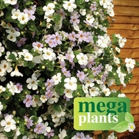 Bacopa Snowtopia & Bluetopia Mix 12 Mega Plants