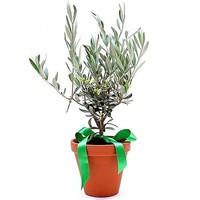 Baby Olive Tree in Terracotta Pot