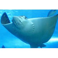 belize hol chan marine reserve and shark ray alley snorkel tour from a ...