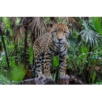 Belize Zoo and Baboon Sanctuary Tour from Belize City