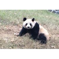 Beijing Family Adventure Tour: Pandas and Juyongguan Great Wall with Kite Flying