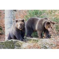 Bearwatching Day Tour in High Tatras from Poprad