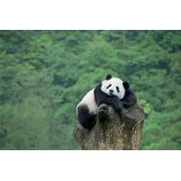 Beijing Private Tour to Mutianyu Great Wall and Panda House in Beijing Zoo