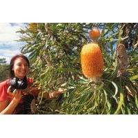 Best of Perth Wildflower Season ...