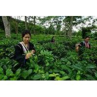 best of chiang mai day tour oldest tea plantation and doi suthep templ ...