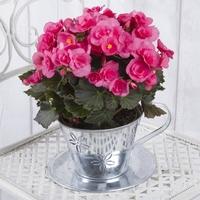 Begonia in Zinc Teacup