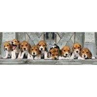 Beagles - Panorama Jigsaw Puzzle