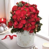 Begonia \'Grace\' - Gift - 1 x B...