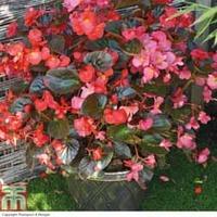 Begonia \'Whopper Mixed\' (Pre-Planted Pot) - 1 x begonia pre-planted pot + 100g pack of incredibloom®