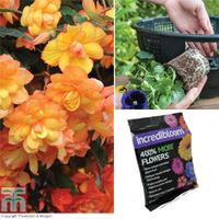 begonia apricot shades complete basket collection 1 complete basket co ...