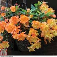 Begonia x tuberhybrida \'Apricot Shades Improved\' F1 Hybrid (Pre-planted Basket) - 1 x begonia pre-planted basket + 100g pack of incredibloom®