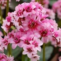 Bergenia \'Pink Dragonfly\' (Large Plant) - 3 x 2 litre potted bergenia plants