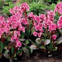 Bergenia \'Dragonfly Sakura\' (Large Plant) - 3 x 2 litre potted bergenia plants