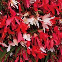 Begonia \'Starshine Mixed\' - 24 begonia plug plants