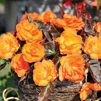Begonia \'Non-Stop Mocca Bright Orange\' - 36 begonia plug plants