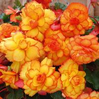 Begonia \'Cascading Fireball\' - 5 begonia tubers