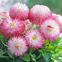 Bellis perennis \'Pomponette\' - 36 bellis plug plants