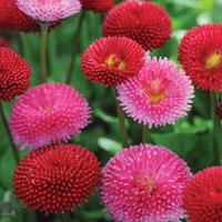 bellis perennis pomponette mixed 1 packet 400 seeds