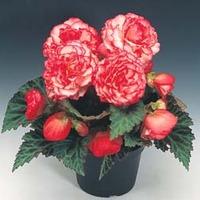 Begonia x tuberhybrida \'Nonstop® Rose Petticoat\' F1 Hybrid - 1 packet (25 begonia seeds)
