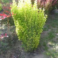 Berberis thunbergii \'Golden Rocket\' (Large Plant) - 2 x 10 litre potted berberis plants