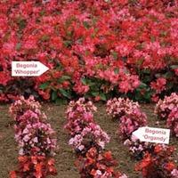 Begonia \'Whopper Mixed\' - 24 begonia plug plants