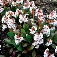 bergenia dragonfly angel kiss large plant 2 x 2 litre potted bergenia  ...