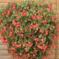 Begonia \'Pink Showers\' - 1 packet (20 begonia seeds)