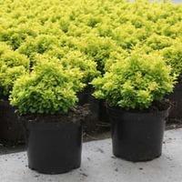 Berberis thunbergii \'Tiny Gold\' (Large Plant) - 2 x 10 litre potted berberis plants