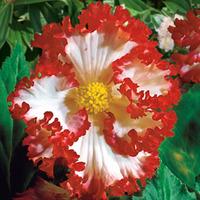 Begonia \'Crispa Marginata\' White-Red - 5 begonia tubers