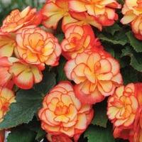 Begonia \'Majestic Golden Picotee\' - 24 begonia plug plants