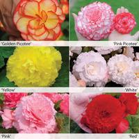 Begonia \'Majestic Mixed\' - 6 begonia tubers - 1 of each colour