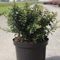 Berberis thunbergii \'Kobold\' (Large Plant) - 2 x 3.6 litre potted berberis plants