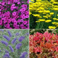 Best Value Border Collection - 10 x 1 litre potted plants