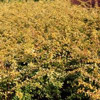 Berberis thunbergii \'Golden Dream\' (Large Plant) - 1 x 10 litre potted berberis plant